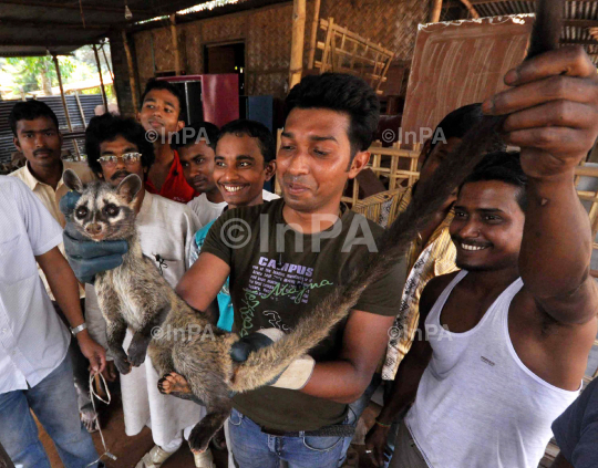 Indo Malayan LEMUR 