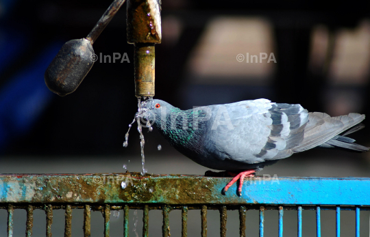 INPA08051224