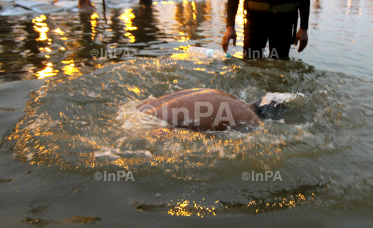INPA15021353