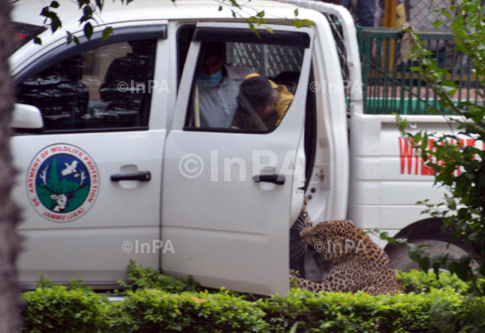 Man Vs Wild: Leopard attacks in Jammu, India