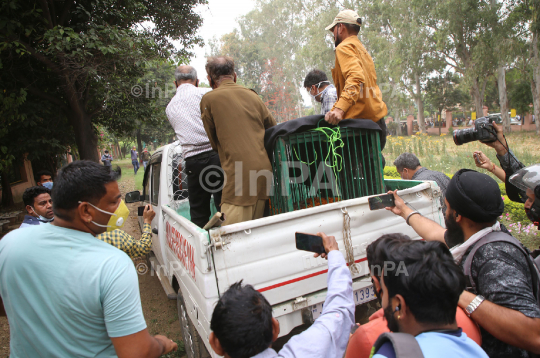 Man Vs Wild: Leopard attacks in Jammu, India