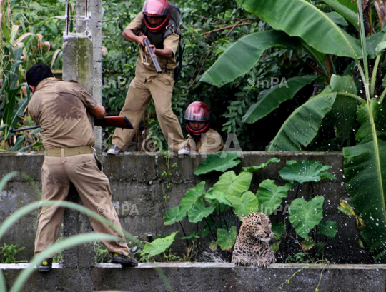 Man Vs Wild: Leopard attacks in Siliguri, India