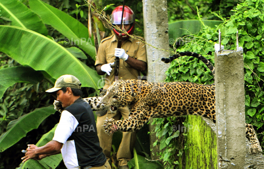 Man Vs Wild: Leopard attacks in Siliguri, India