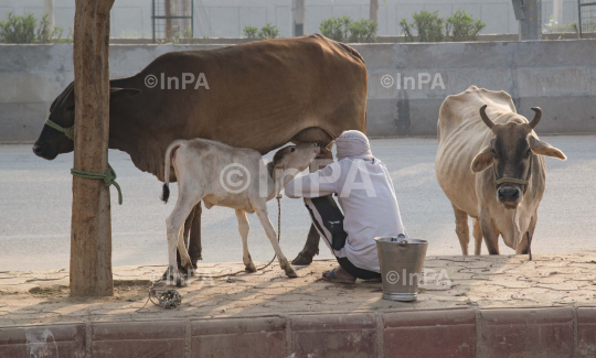 Milking a cow by hand