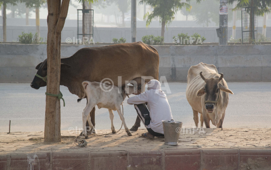 Milking a cow by hand