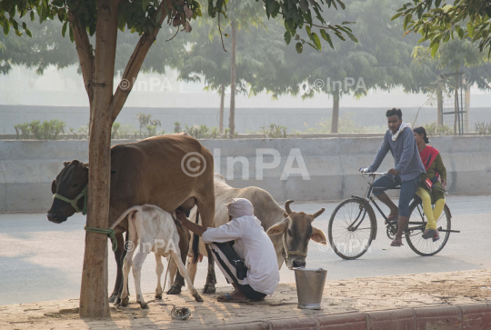 Milking a cow by hand