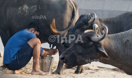 Milking a cow by hand