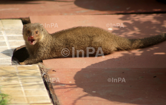 Mongoose shows his tongue and teeth