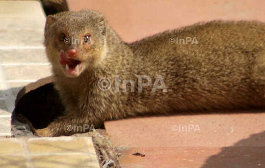 Mongoose shows his tongue and teeth