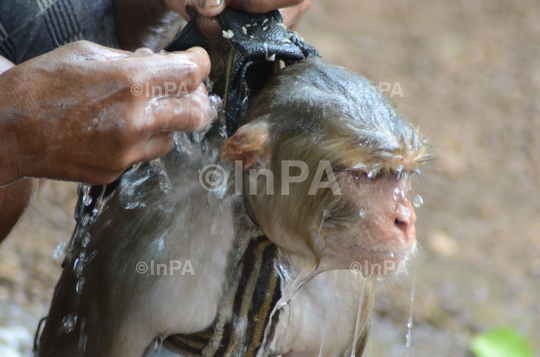 Monkey takes a bath