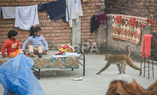 Monkey terrorizing town