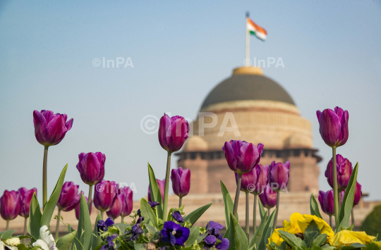 Mughal Garden, Presidential palace, Rashtrapati Bhavan