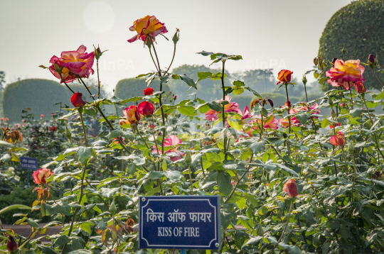 Mughal Garden, Presidential palace, Rashtrapati Bhavan