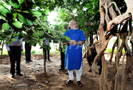 Narendra Modi visited the auspicious 500 year old Banyan Tree