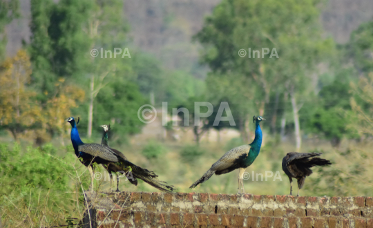 National Bird Peacock 