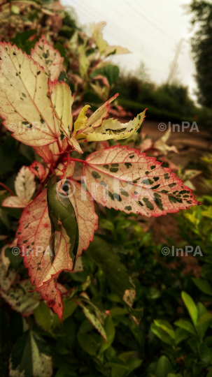 Nature: Yellow leaf of a plant