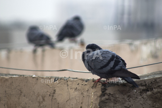 Pigeon feeling cold