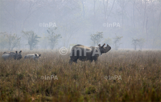 Pobitora wildlife sanctuary