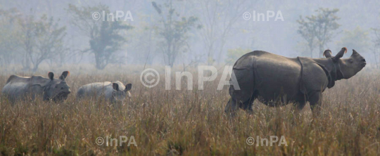 Pobitora wildlife sanctuary