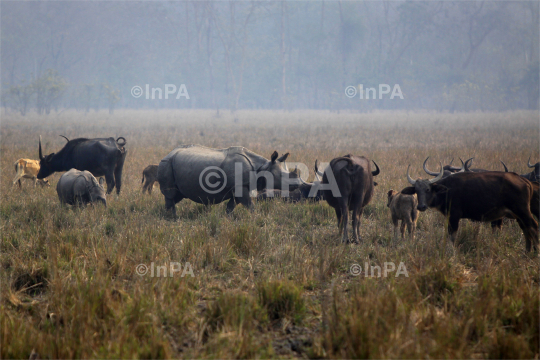 Pobitora wildlife sanctuary