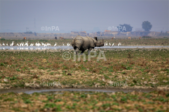 Pobitora wildlife sanctuary