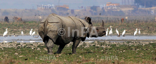 Pobitora wildlife sanctuary