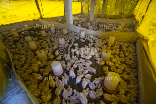 Poultry farming 