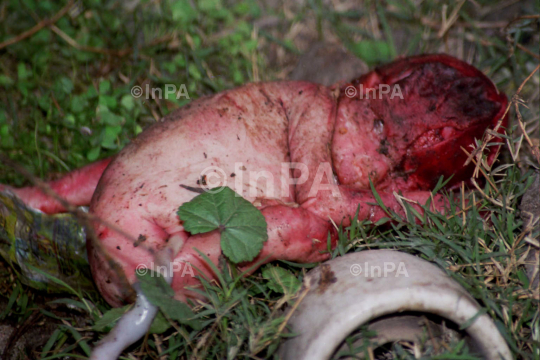 Premature baby thrown into garbage