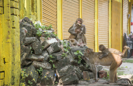 Preparations for Ram Mandir Bhumi Pujan in Ayodhya