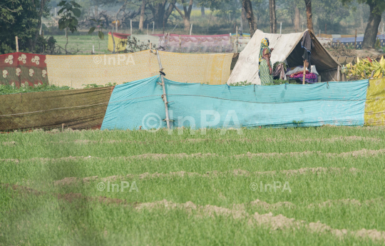 Protecting crop from animals by by wrapping sarees