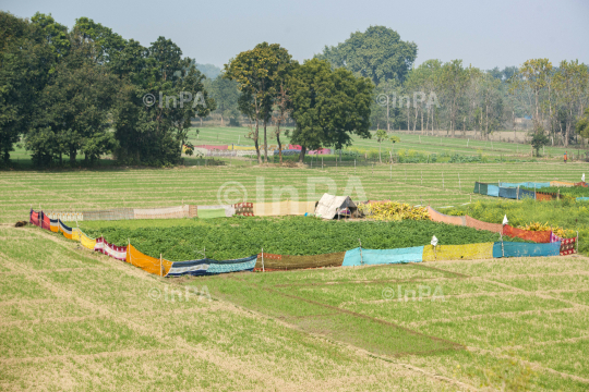 Protecting crop from animals by by wrapping sarees