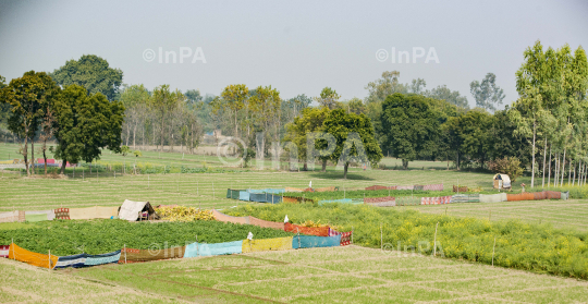 Protecting crop from animals by by wrapping sarees