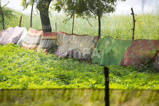 Protecting crop from animals by by wrapping sarees