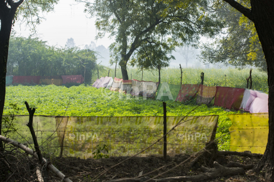 Protecting crop from animals by by wrapping sarees