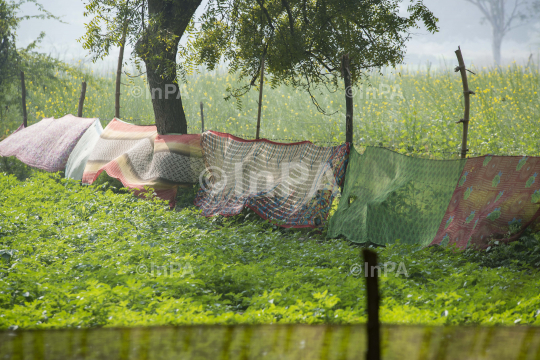 Protecting crop from animals by by wrapping sarees