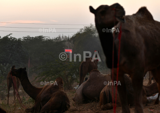 Pushkar Fair 2021, annual cattle fair