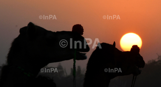 Pushkar Fair