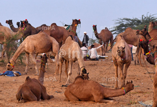 Pushkar Fair