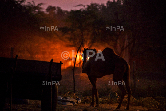 Pushkar Fair