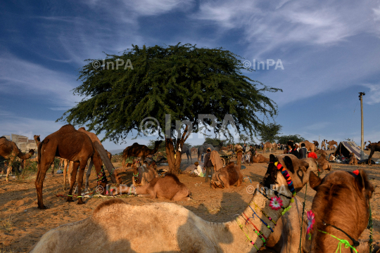 Pushkar Fair