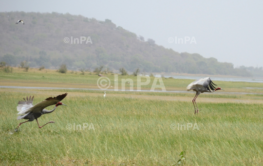 Sarus crane couple