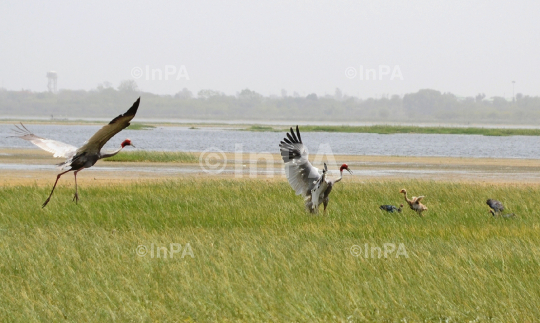 Sarus crane couple with baby sarus