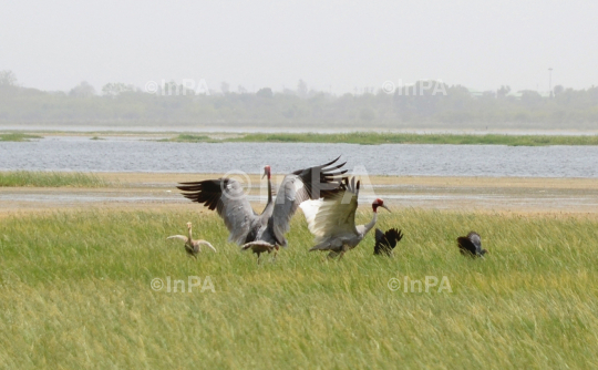 Sarus crane couple with baby sarus