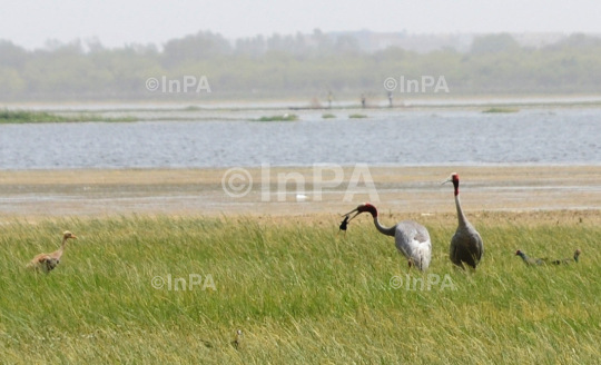 Sarus crane couple with baby sarus