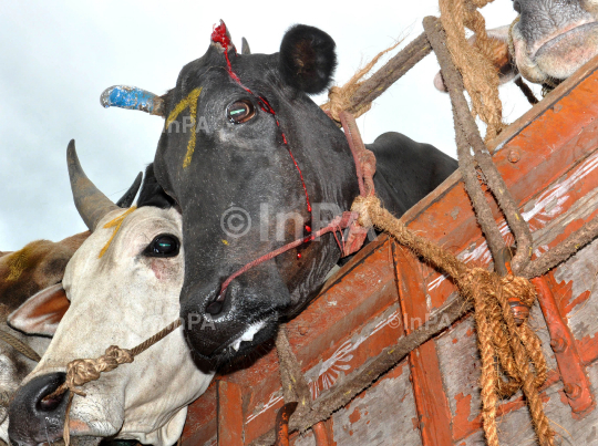 SATHEESH - 2- BEEF