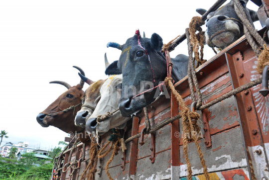 SATHEESH - 3- BEEF