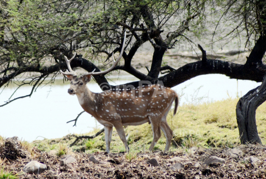 Spotted deer 