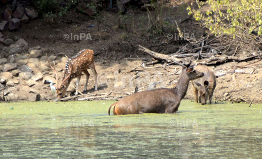 Summer troubled Deer