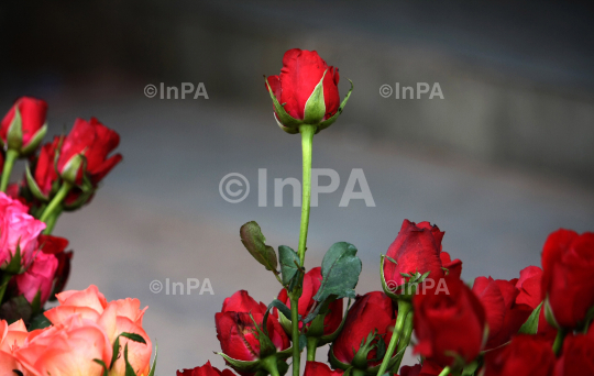 Valentineís Day celebration