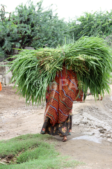 Village Life